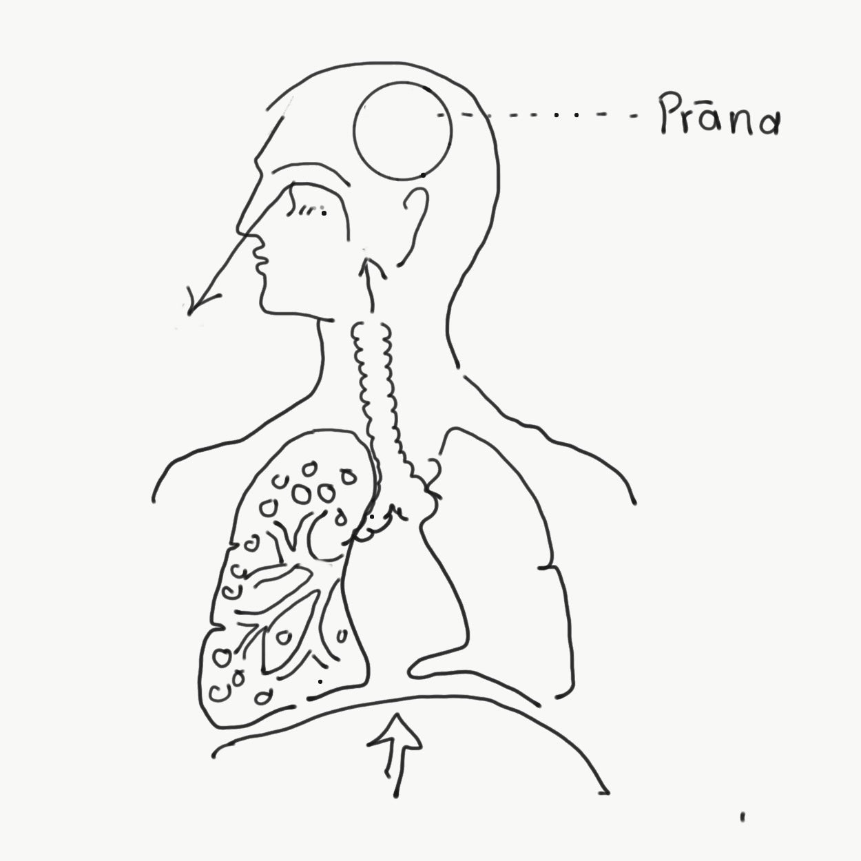 Prana Vaha Srotas (The Channel of Our Vital Breath)