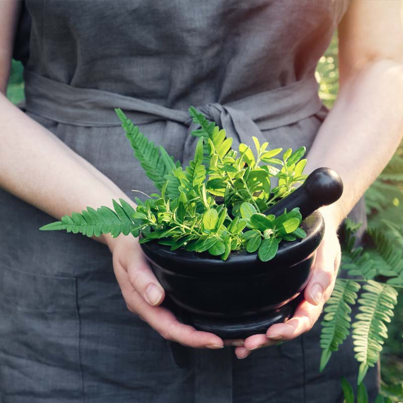 ayurvedic indoor plants Discover the Power of Herbs and Transform Your Health